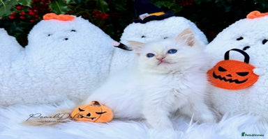 Ragdoll cats - Advert 16