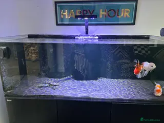 Fancy Goldfish fish Large Fancy goldfish 1 oranda one ranchu - Advert 4