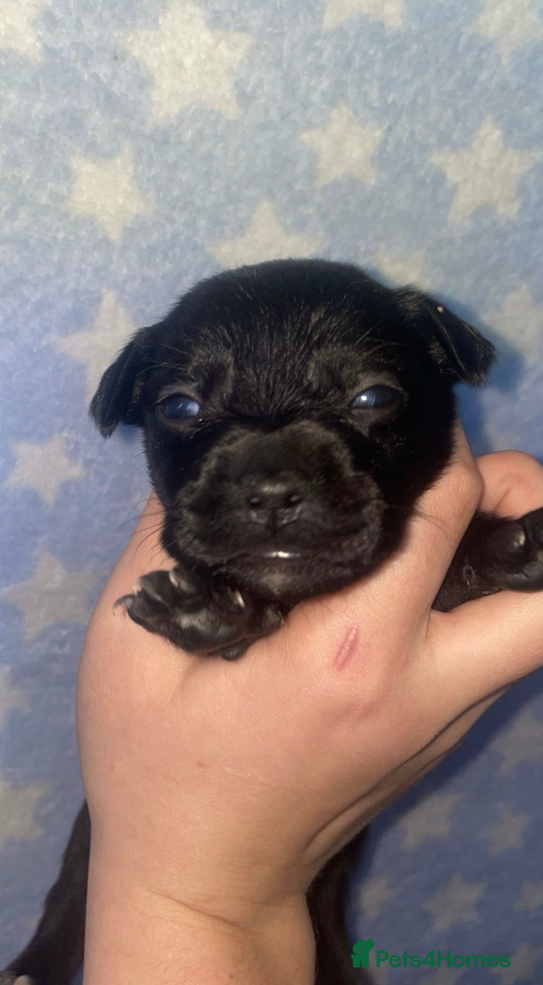 Mixed Breed dogs for sale: Bodeguero Andaluz x French Bulldog Puppies  - Advert 16