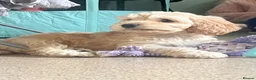 Cockapoo dogs for sale: Narla female cockerpoo  in Glastonbury - Advert 3