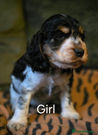 Cocker Spaniel dogs - Advert 2