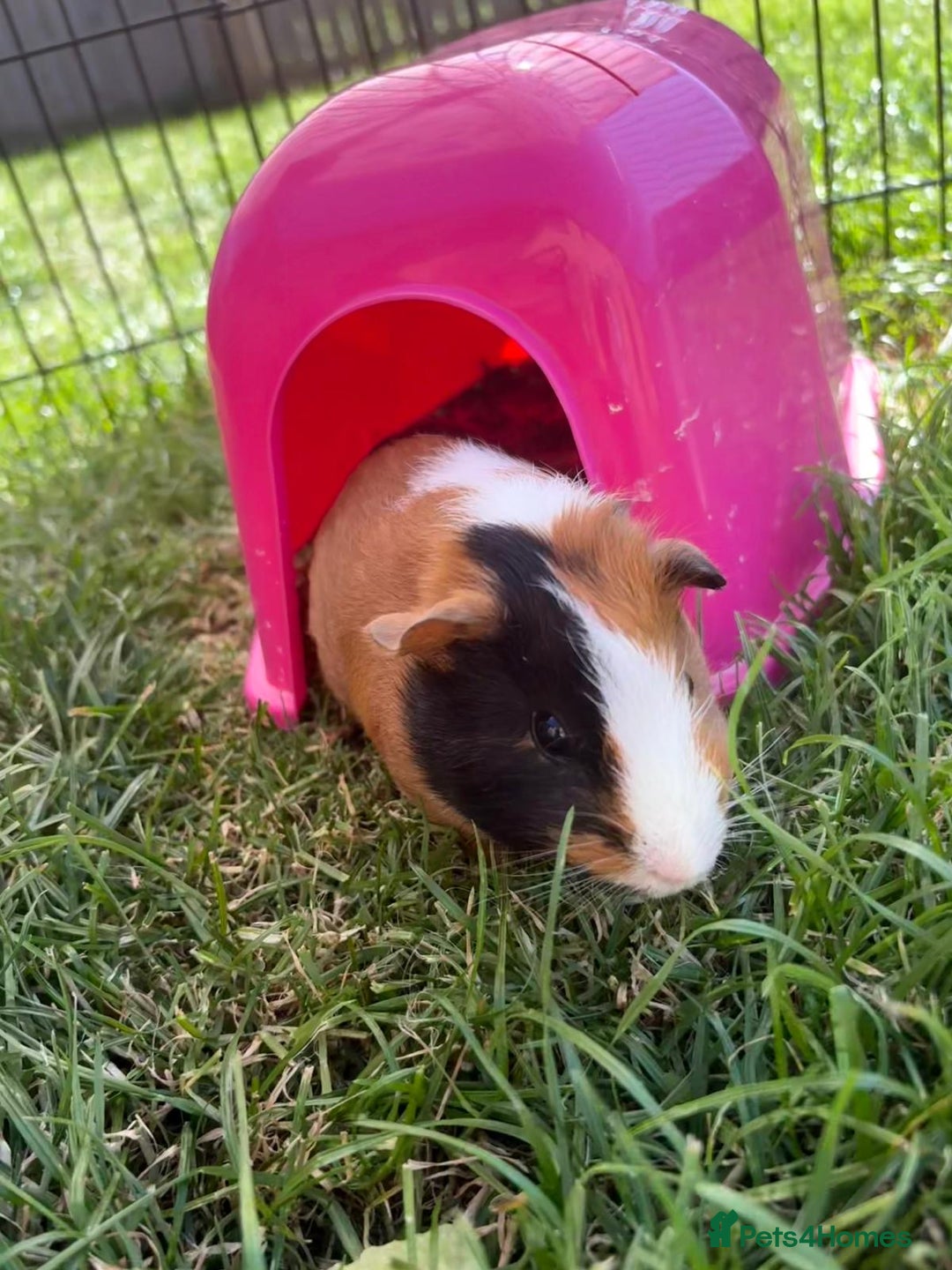 Guinea Pig rodents for sale: 3 sow Guinea pigs  - Image 6