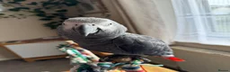 Parrots birds for sale: African Grey  in Plymouth - Advert 4