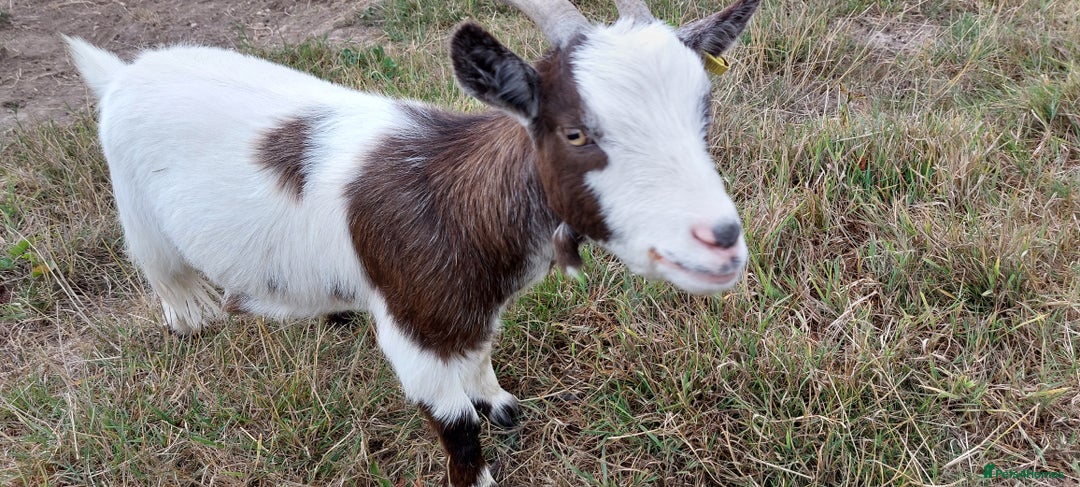 Goats livestock for sale: Very pretty and friendly female pgymy goat. - Image 3