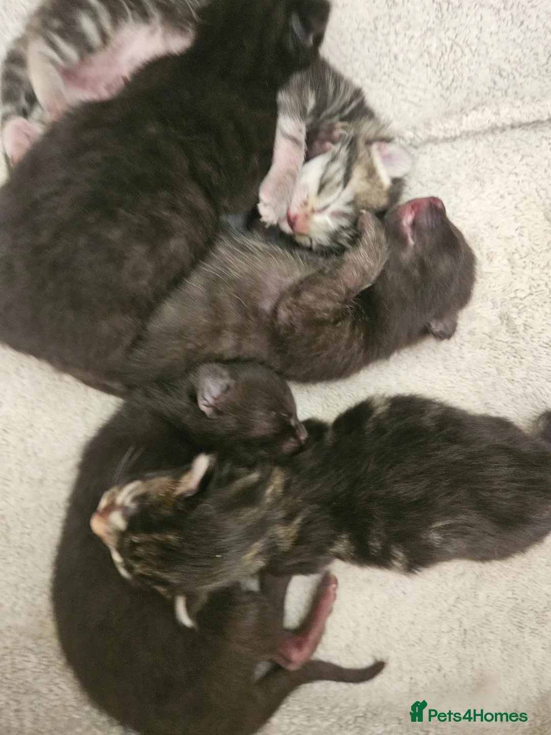 Mixed Breed cats for sale: Ragamese mix kittens Black & Tabby kittens in Haverhill - Advert 7