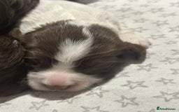 Sprocker dogs for sale: Beautiful sprockers  - Image 7