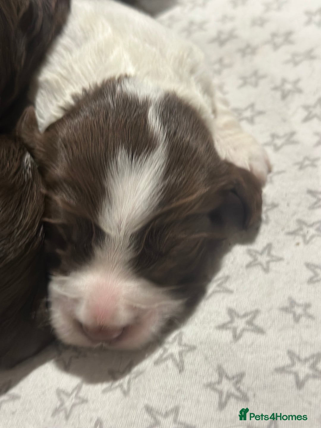 Sprocker dogs for sale: Beautiful sprockers  - Image 7