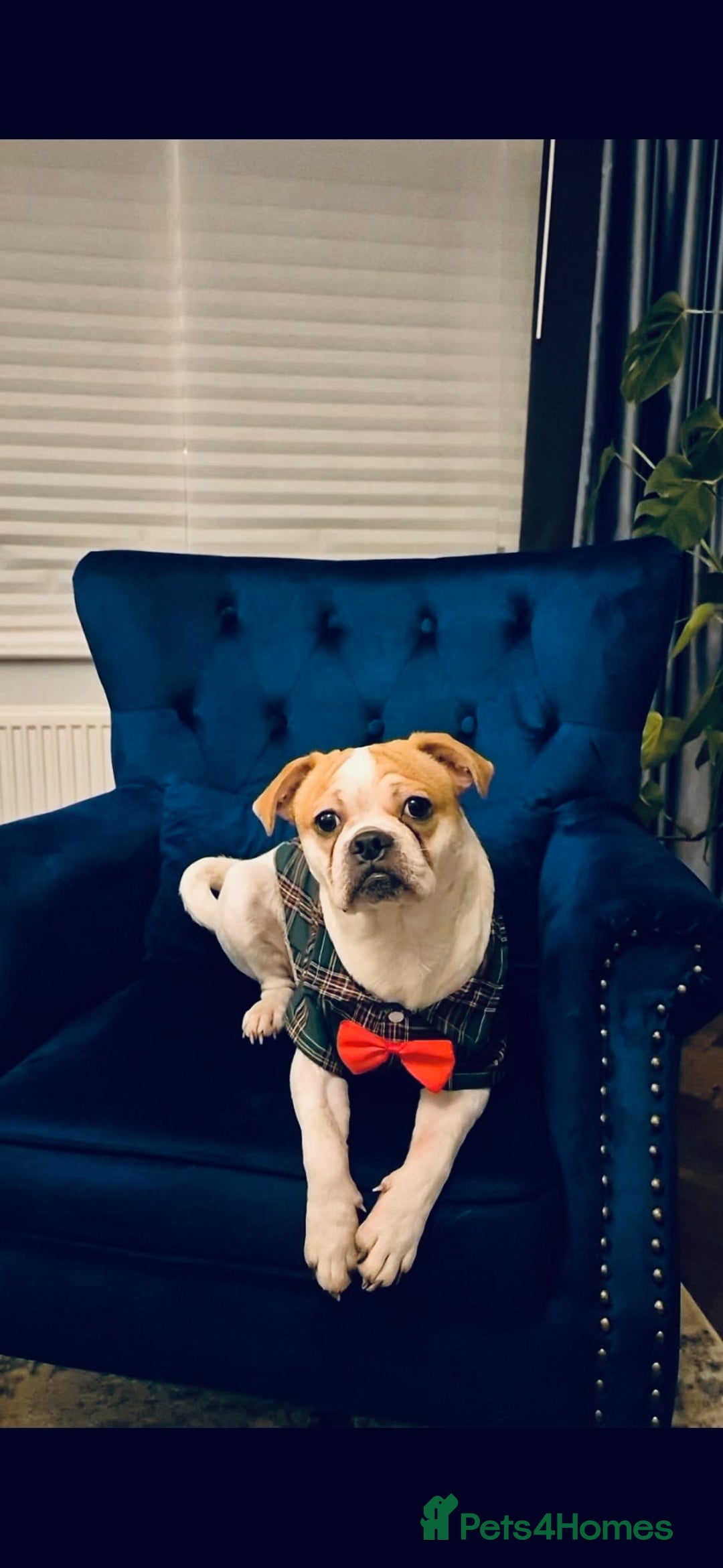 Mixed Breed dogs for sale:  Loving Home Needed for My Puppy - Advert 4