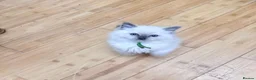 Ragdoll cats for sale: Pure ragdoll kittens  in Enfield - Advert 4