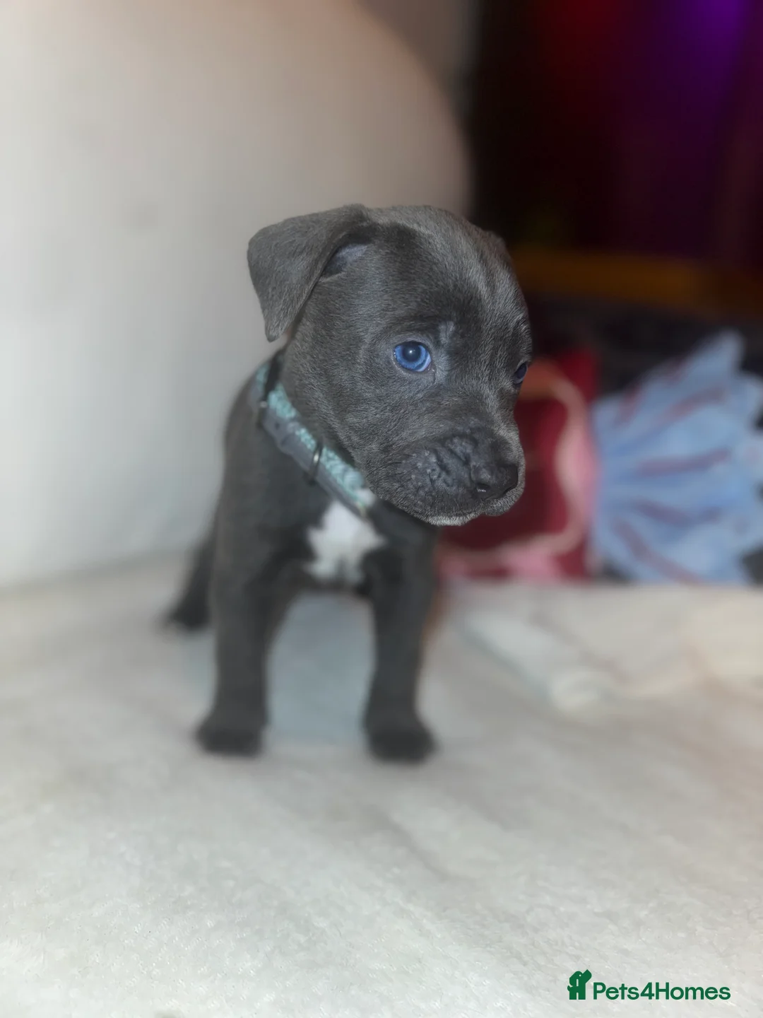 Cane Corso dogs for sale: Outstanding cane corso pups 🐶  - Advert 24