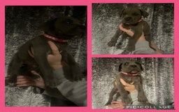 Cane Corso dogs for sale: Chunky blue cane corso pups - Image 9