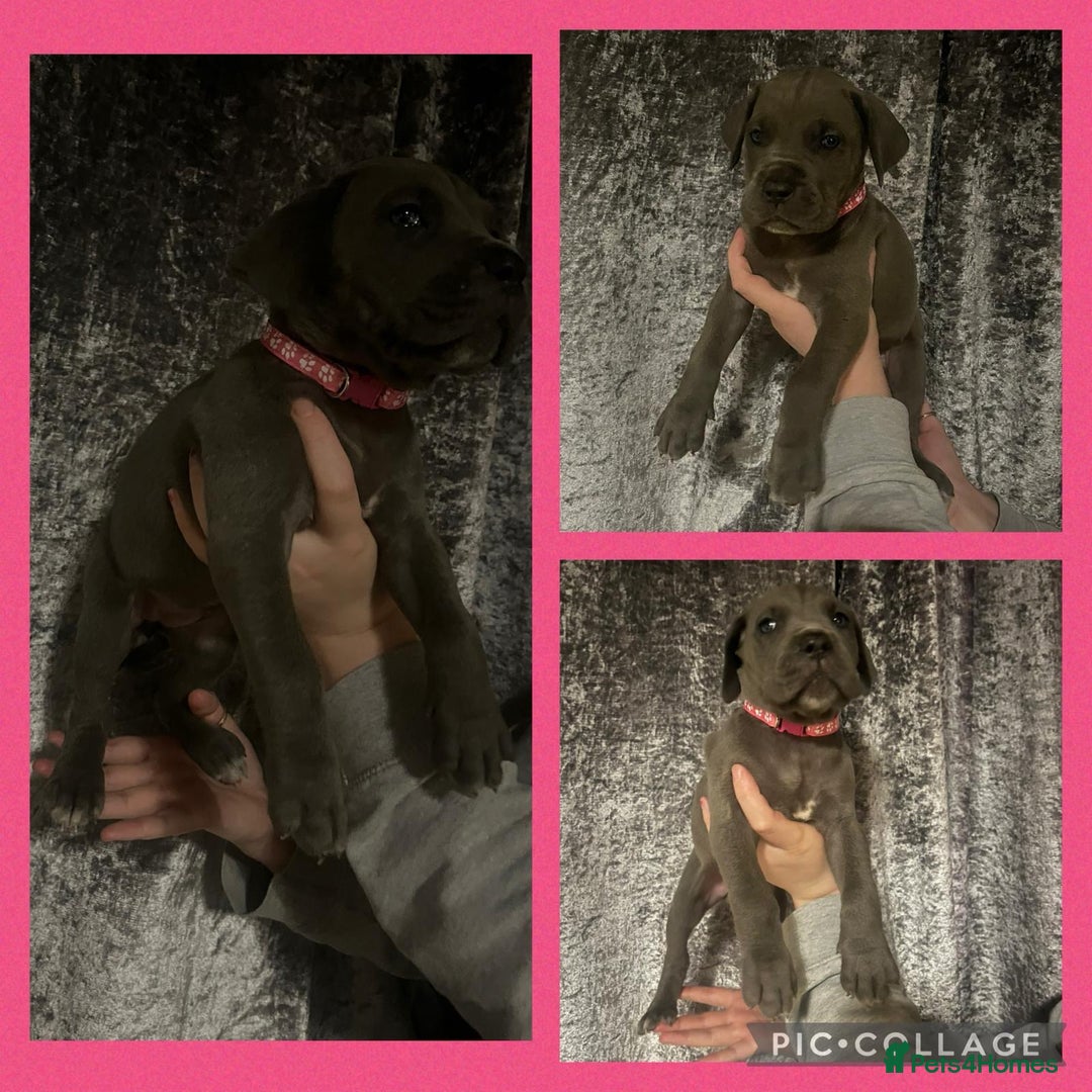 Cane Corso dogs for sale: Chunky blue cane corso pups - Image 9