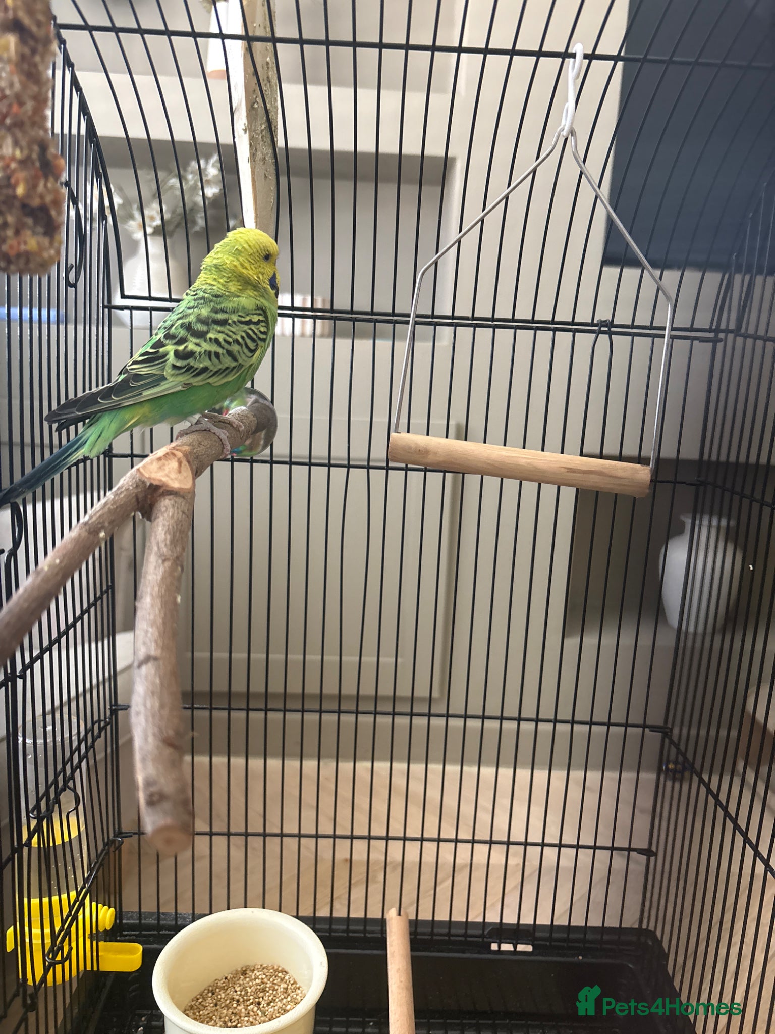 Budgerigars birds Girl budgie  - Advert 2
