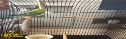 Budgerigars birds for sale: Girl budgie  in Hull - Advert 1