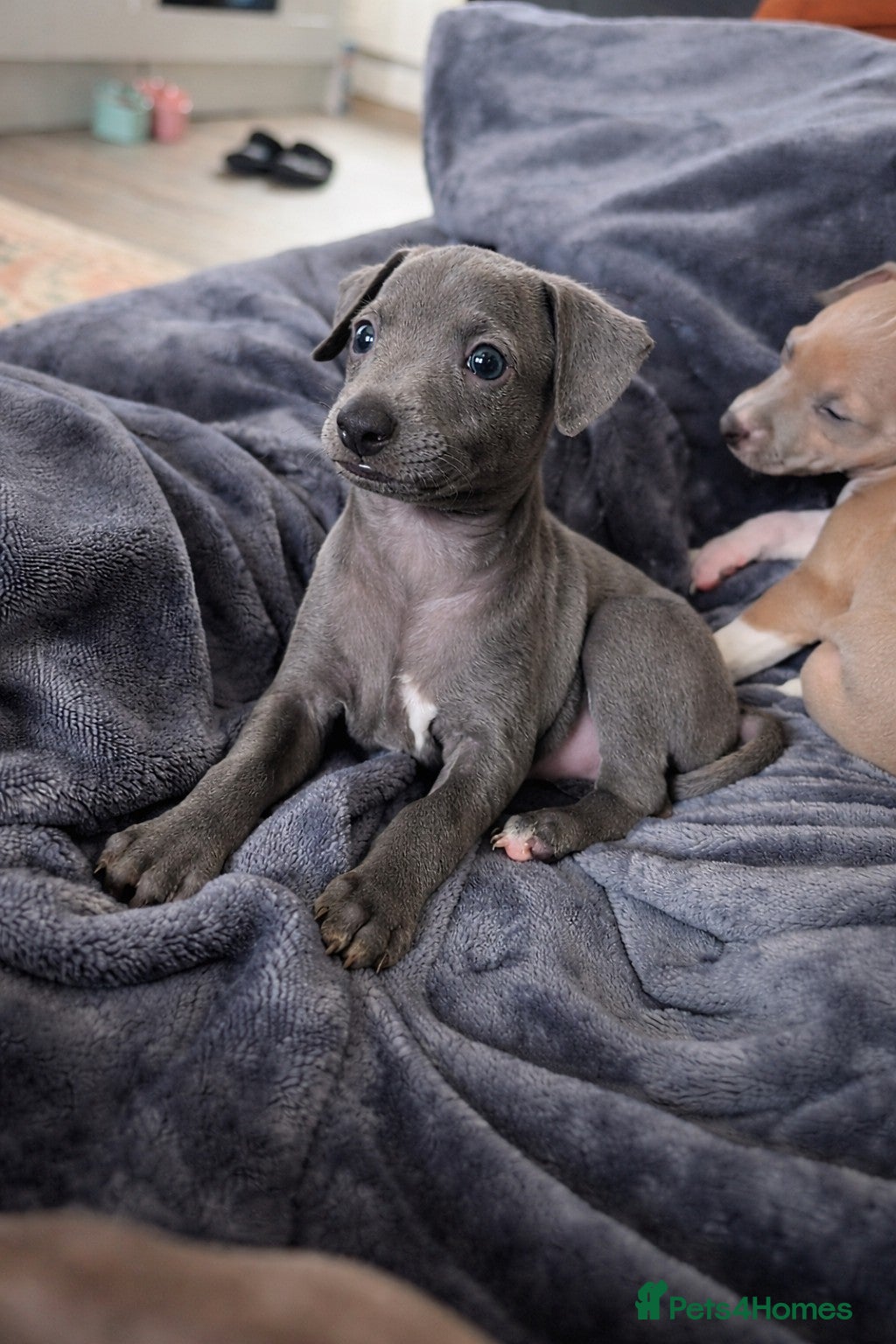 Italian Greyhound dogs  🩵Last Blue Italian Greyhound Boy 🩵 - Advert 13