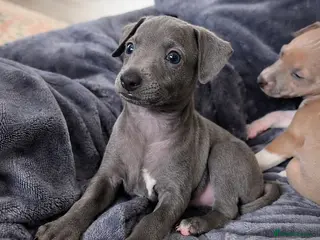 Italian Greyhound dogs 🩵Last Blue Italian Greyhound Boy 🩵 - Advert 13