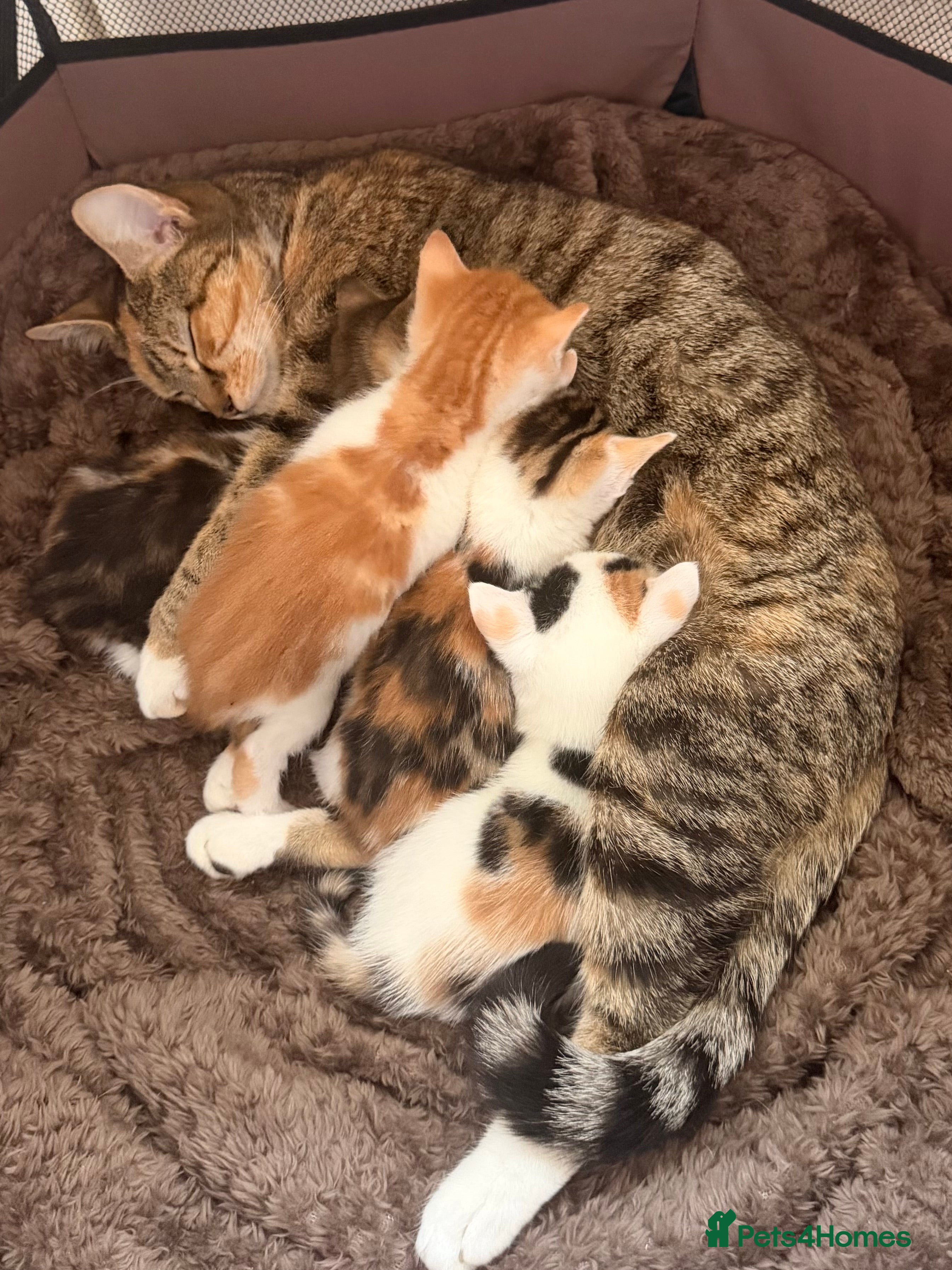 Mixed Breed cats  Stunning Litter – Calico Girls & Ginger Boy ( in Dewsbury - Advert 12