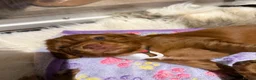 Cocker Spaniel dogs for sale: KC REGISTERED WORKING COCKER SPANIEL PUPPIES in Solihull - Advert 12
