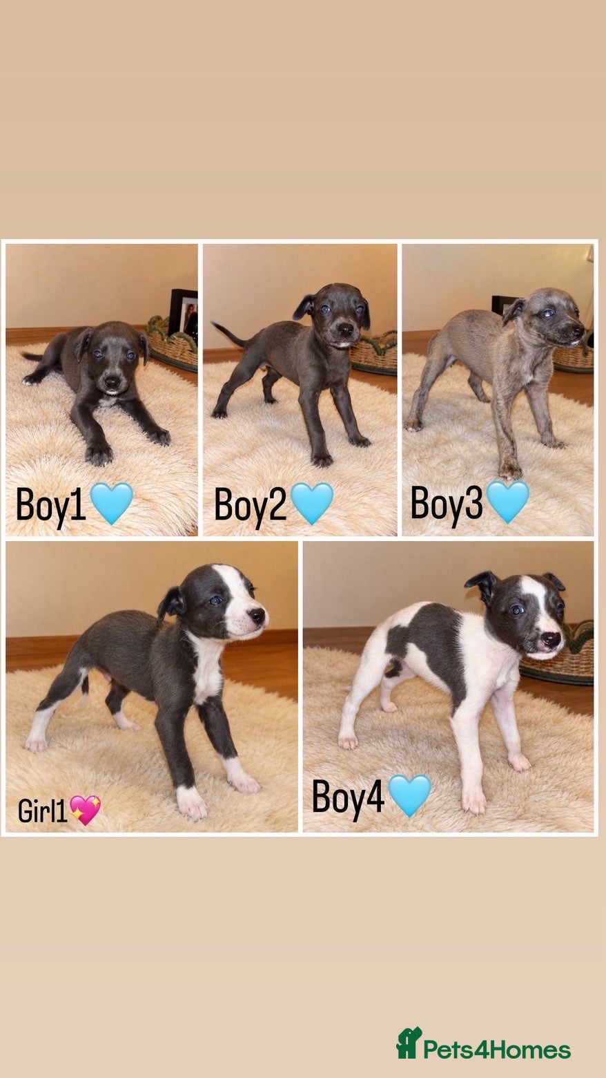 Whippet dogs for sale: beautiful whippets  - Advert 2