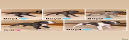 Whippet dogs for sale: beautiful whippets  in Bradford - Advert 2