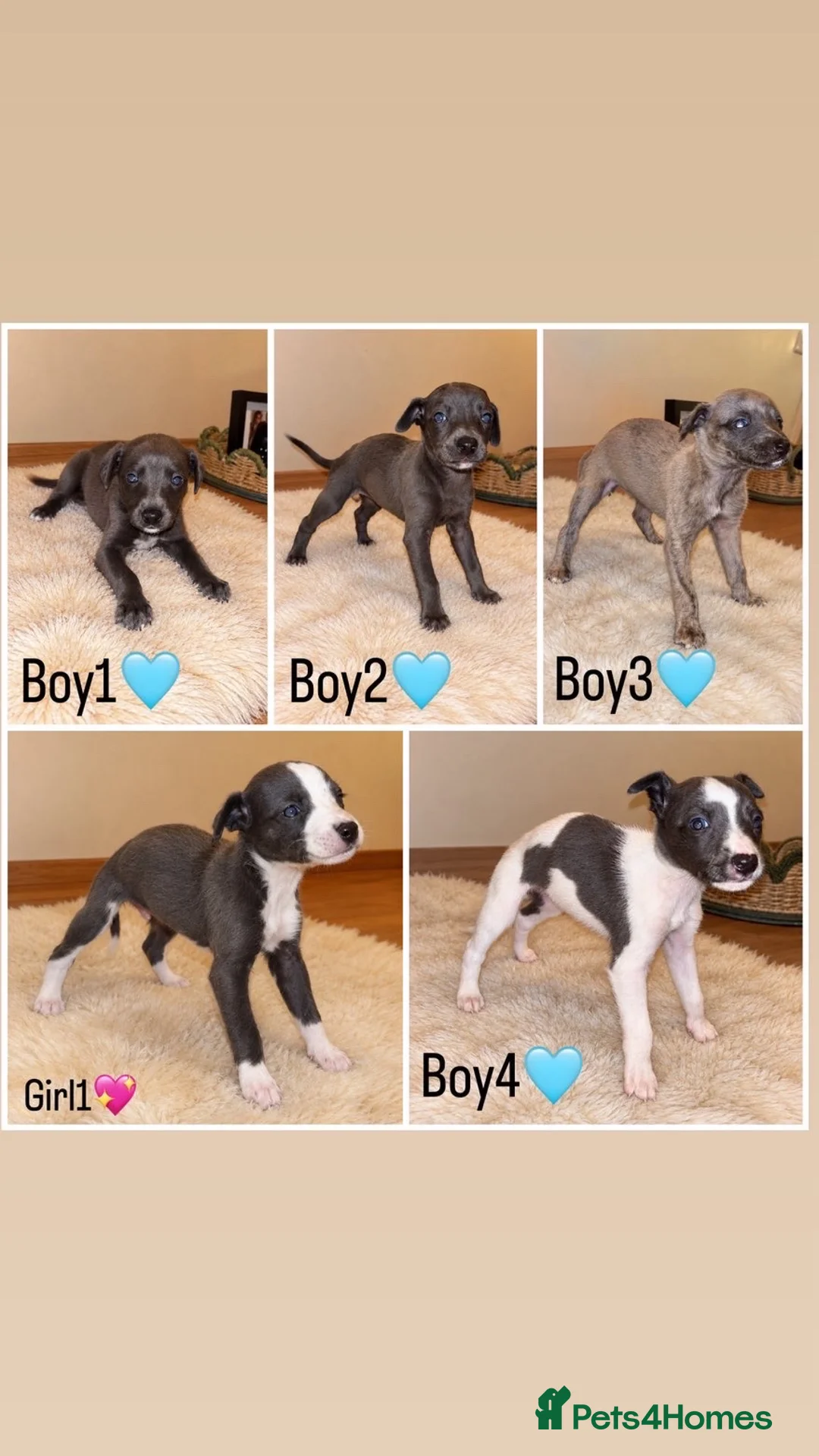 Whippet dogs for sale: beautiful whippets  in Bradford - Advert 2