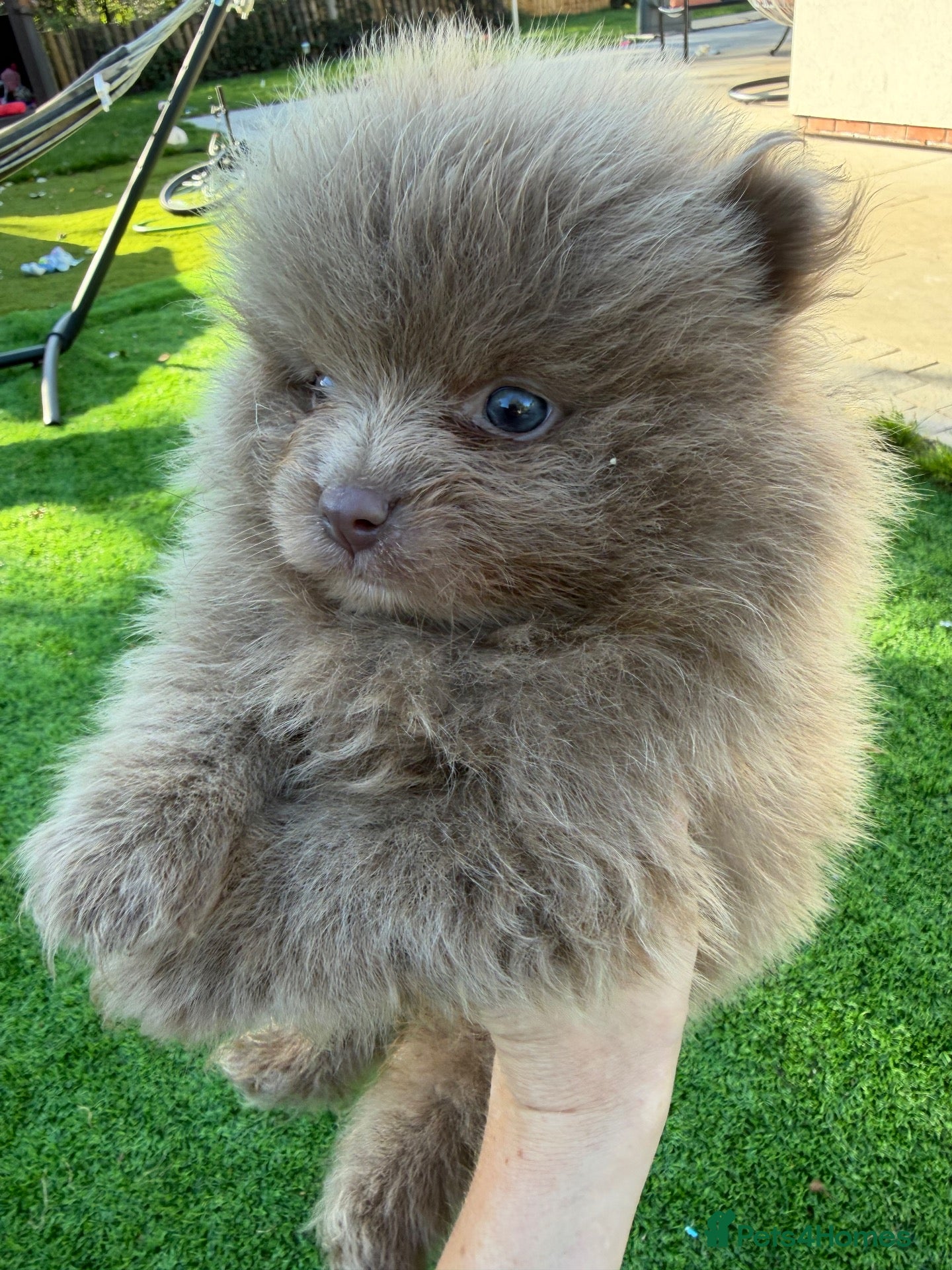 Pomeranian dogs Kc Lilac parti pom poms  - Advert 2