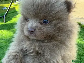 Pomeranian dogs Kc Lilac parti pom poms - Advert 2