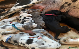 Great Dane dogs for sale: Kc & Beautiful Litter of Chunky Great Dane Puppies - Advert 2