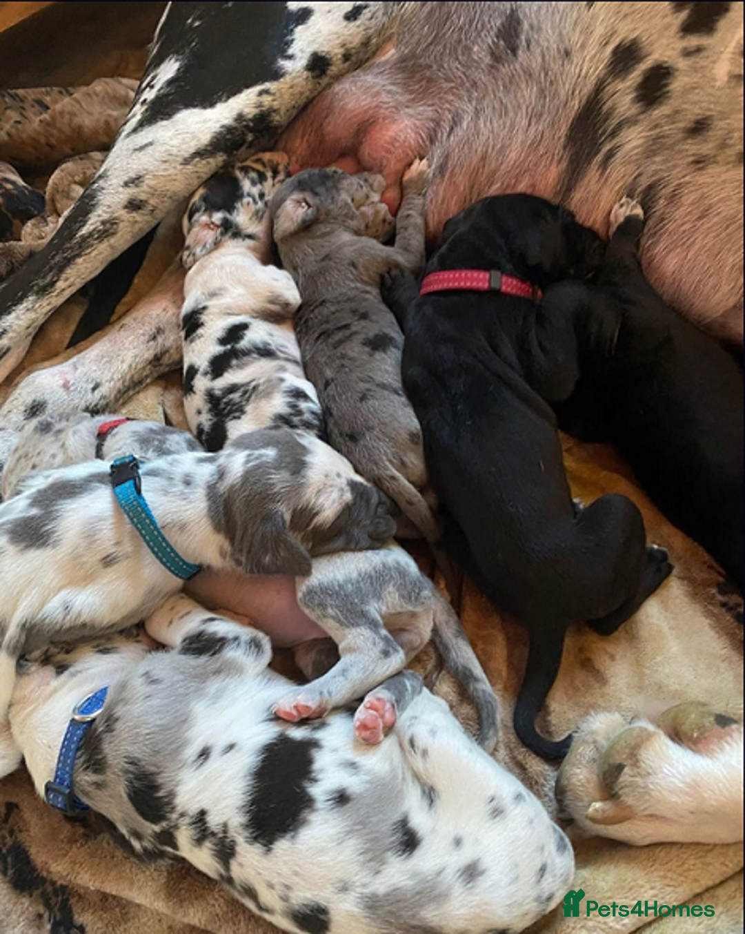 Great Dane dogs for sale: Kc & Beautiful Litter of Chunky Great Dane Puppies - Advert 2