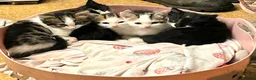 Mixed Breed cats for sale: Beautiful floofs ready now - Advert 7