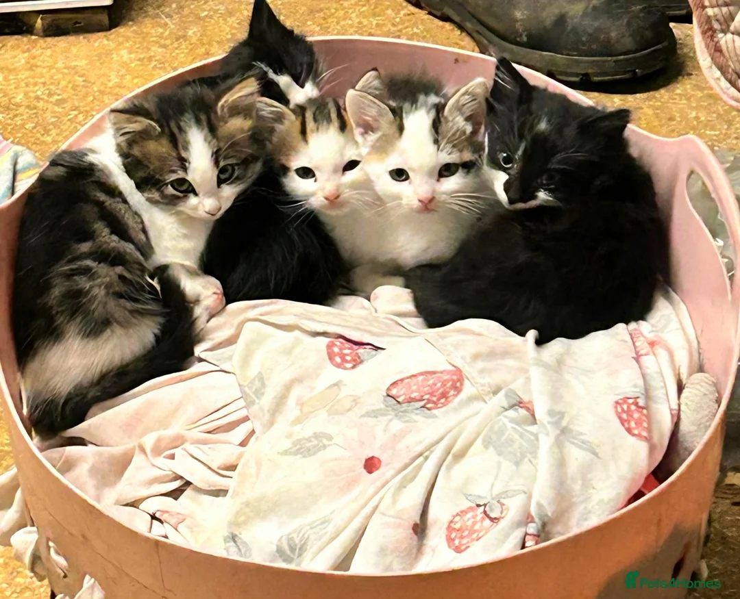 Mixed Breed cats for sale: Beautiful floofs ready now - Advert 7