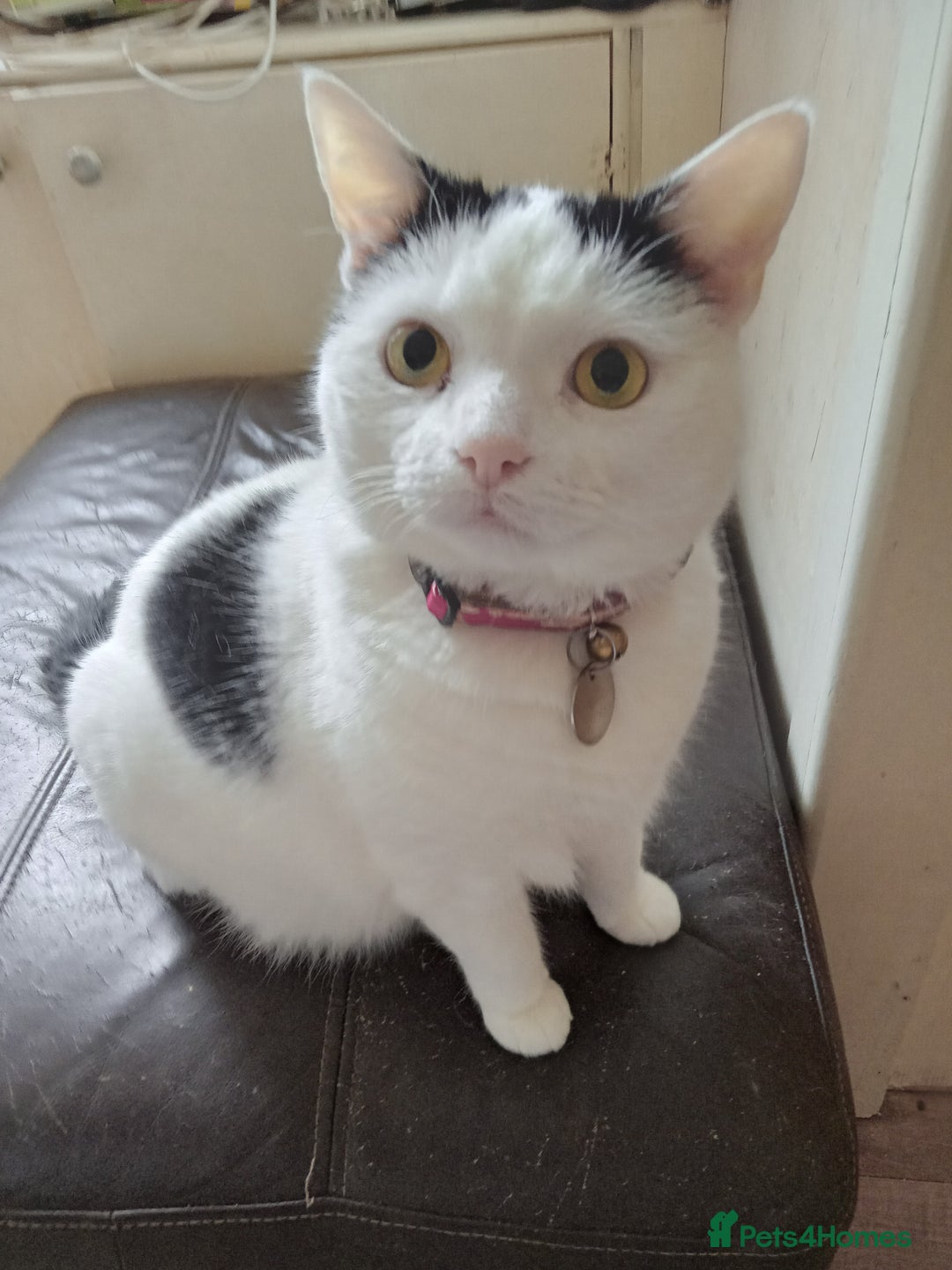 Mixed Breed cats for sale: Lovely lilo  - Image 7