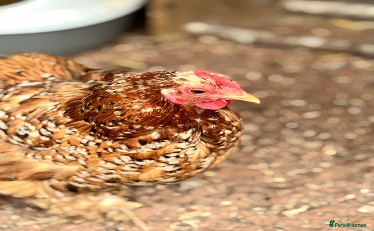 Chickens poultry - Advert 4