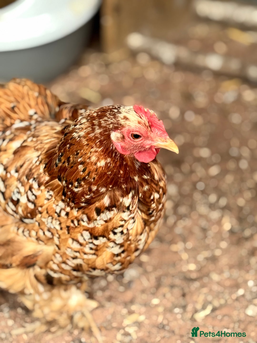 Chickens poultry for sale: Mixed breed hens  - Image 1