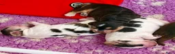 Cocker Spaniel dogs for sale: Champion Bloodlines Show Type Cocker Spaniels - Advert 4