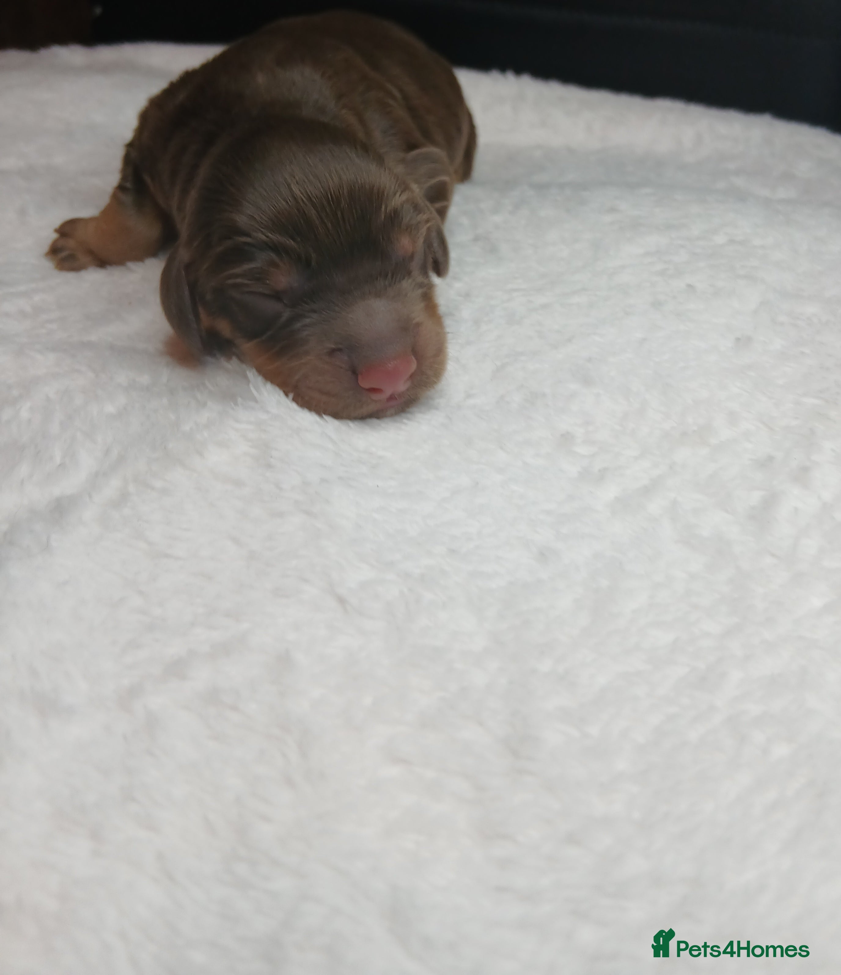 Cocker Spaniel dogs Full cocker spaniels for sale - Advert 1