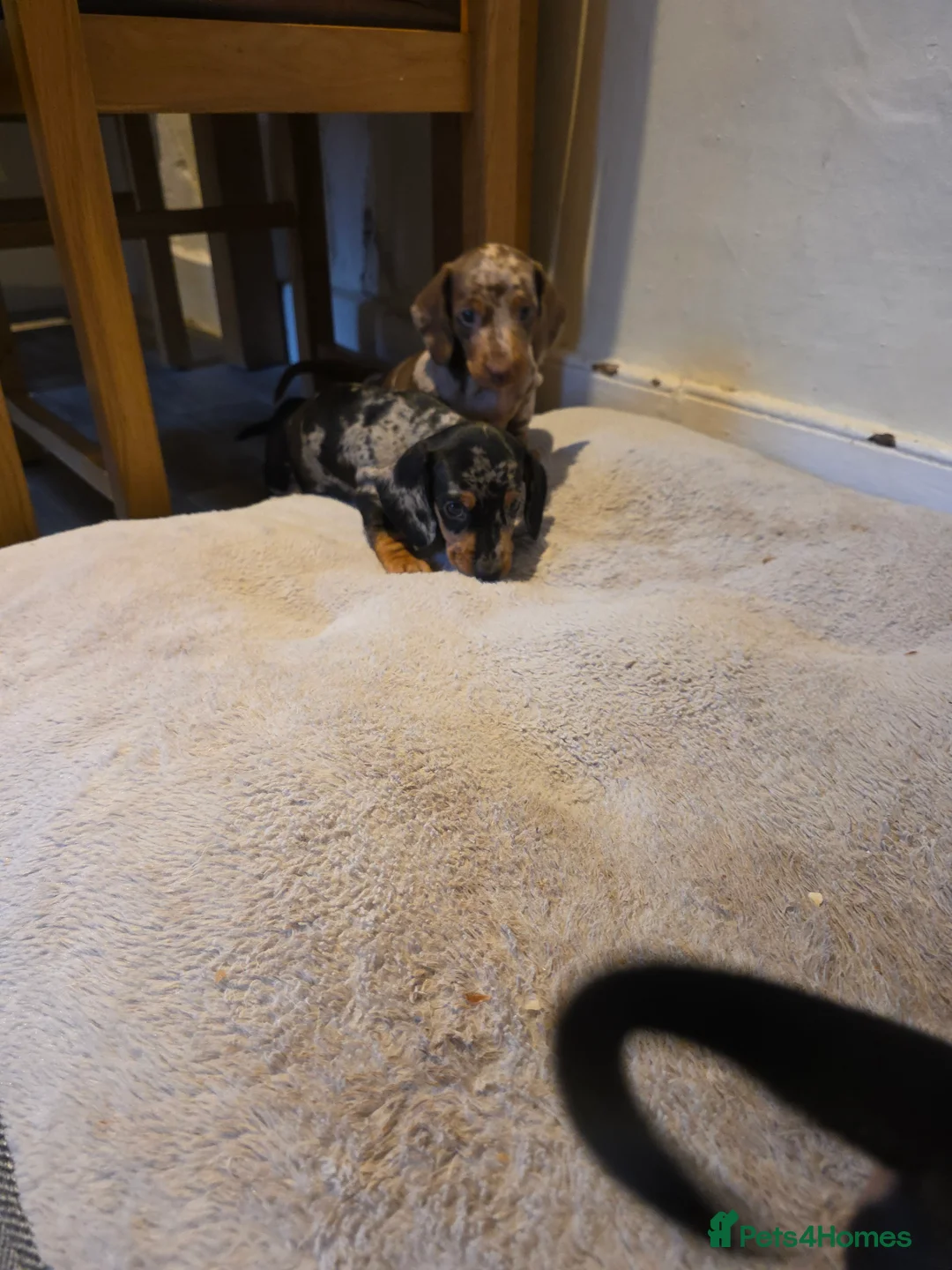 Dachshund dogs for sale: KC Standard Dachshund Puppies - Advert 11
