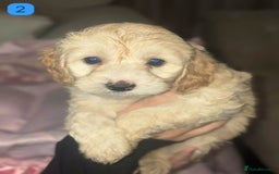Cockapoo dogs for sale: Stunning F1B Cockapoo Puppies - Advert 5
