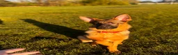 German Shepherd dogs for sale:     7 Month Old German Shepherd  - Advert 3