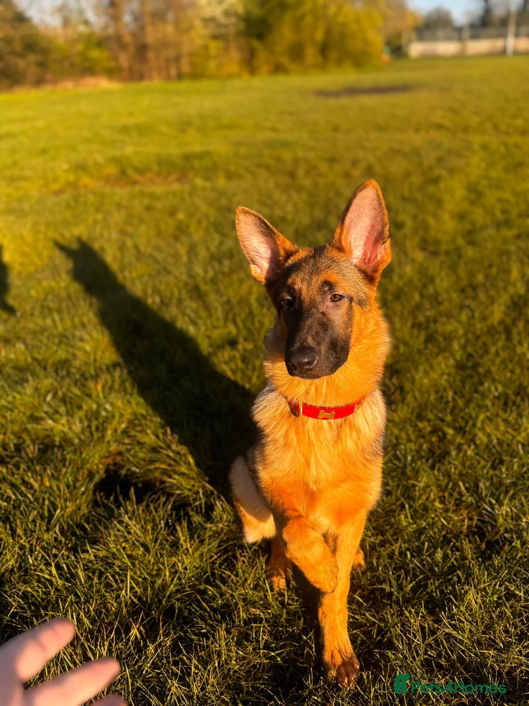German Shepherd dogs for sale:     7 Month Old German Shepherd  - Advert 3