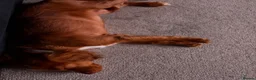 Cocker Spaniel dogs for sale: Beautiful girl golden cocker spaniel  - Advert 5