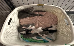 Turkish Angora cats for sale: Half Turkish angora and half Scottish fold  - Image 1