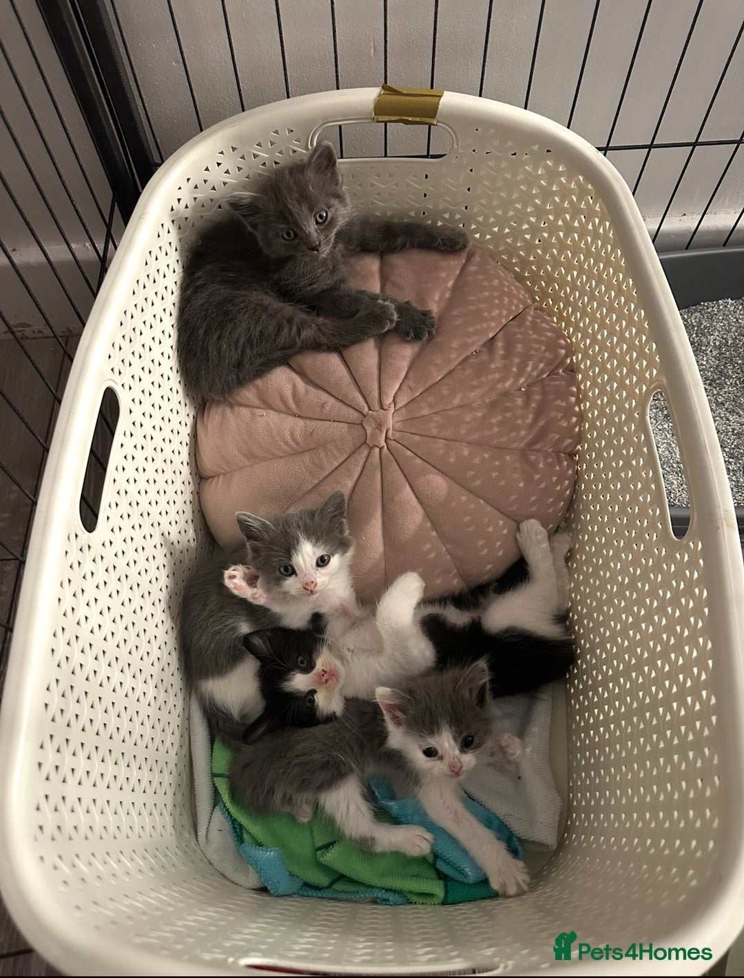 Turkish Angora cats for sale: Half Turkish angora and half Scottish fold  - Image 1