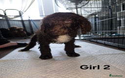 Standard Poodle dogs for sale: Standard Poodle Puppies READY TO LEAVE NOW  - Image 16