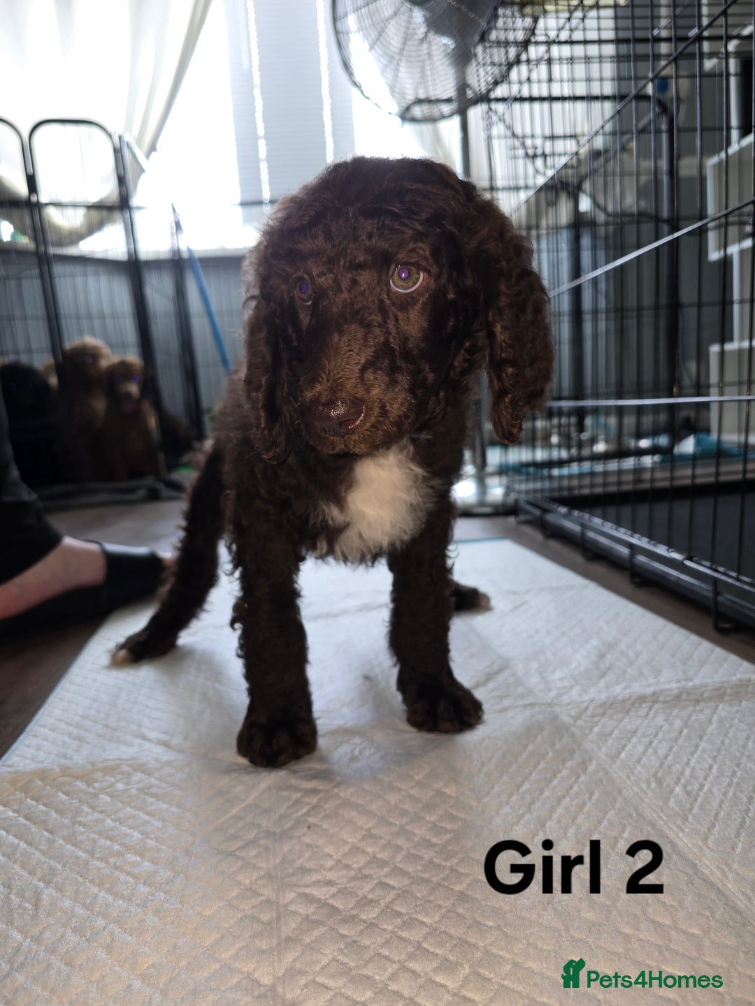 Standard Poodle dogs for sale: Standard Poodle Puppies READY TO LEAVE NOW  - Image 16