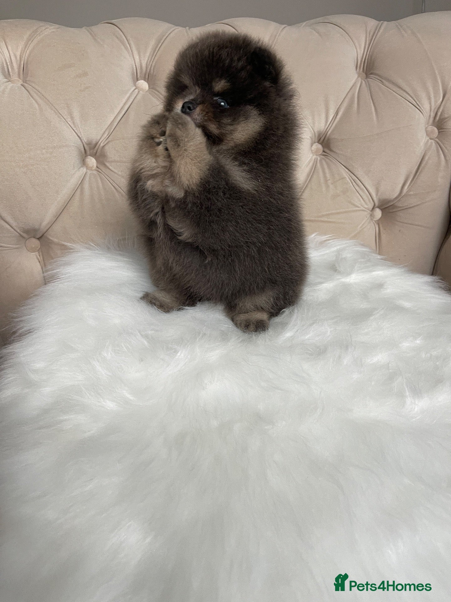 Pomeranian dogs 🐾 RESERVATIONS NOW OPEN 🐾 - Advert 16