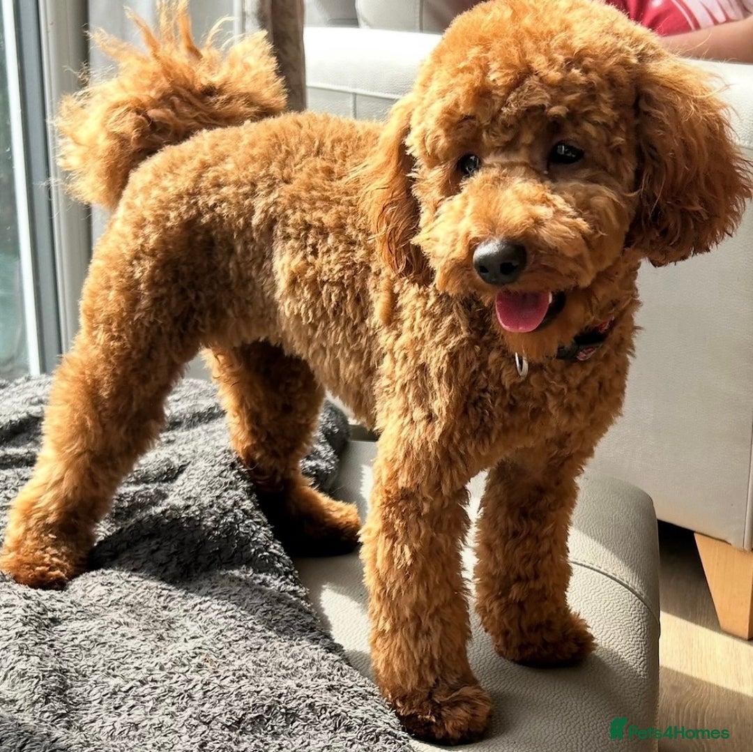 Cavapoo dogs for sale: SUPER EXTENSIVELY HEALTH TESTED 200+ DNA CLEAR 🐶 - Advert 2