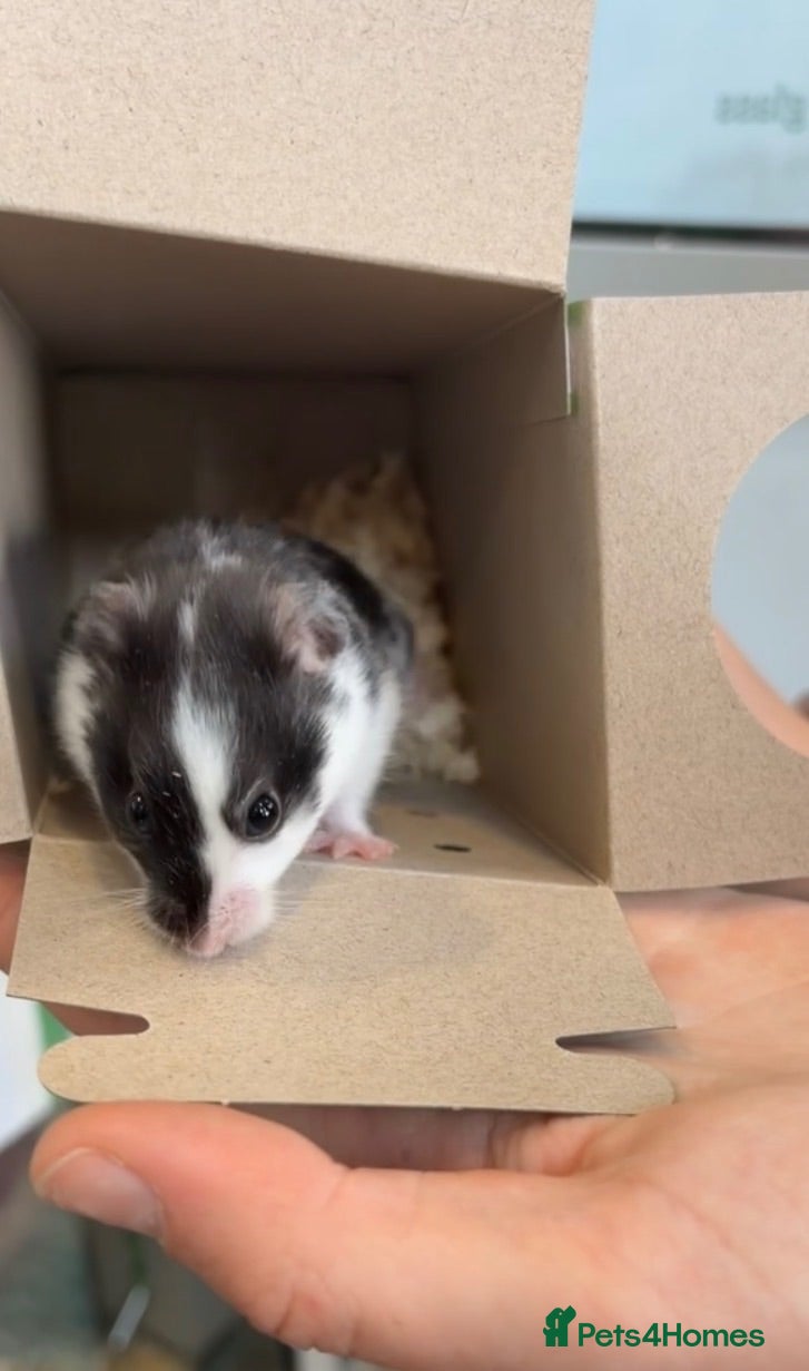 Hamster rodents 12 week old Syrian hamster for rehoming - Advert 1