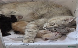 Maine Coon cats for sale: FLUFFY MAINECOON X KITTENS - Image 15