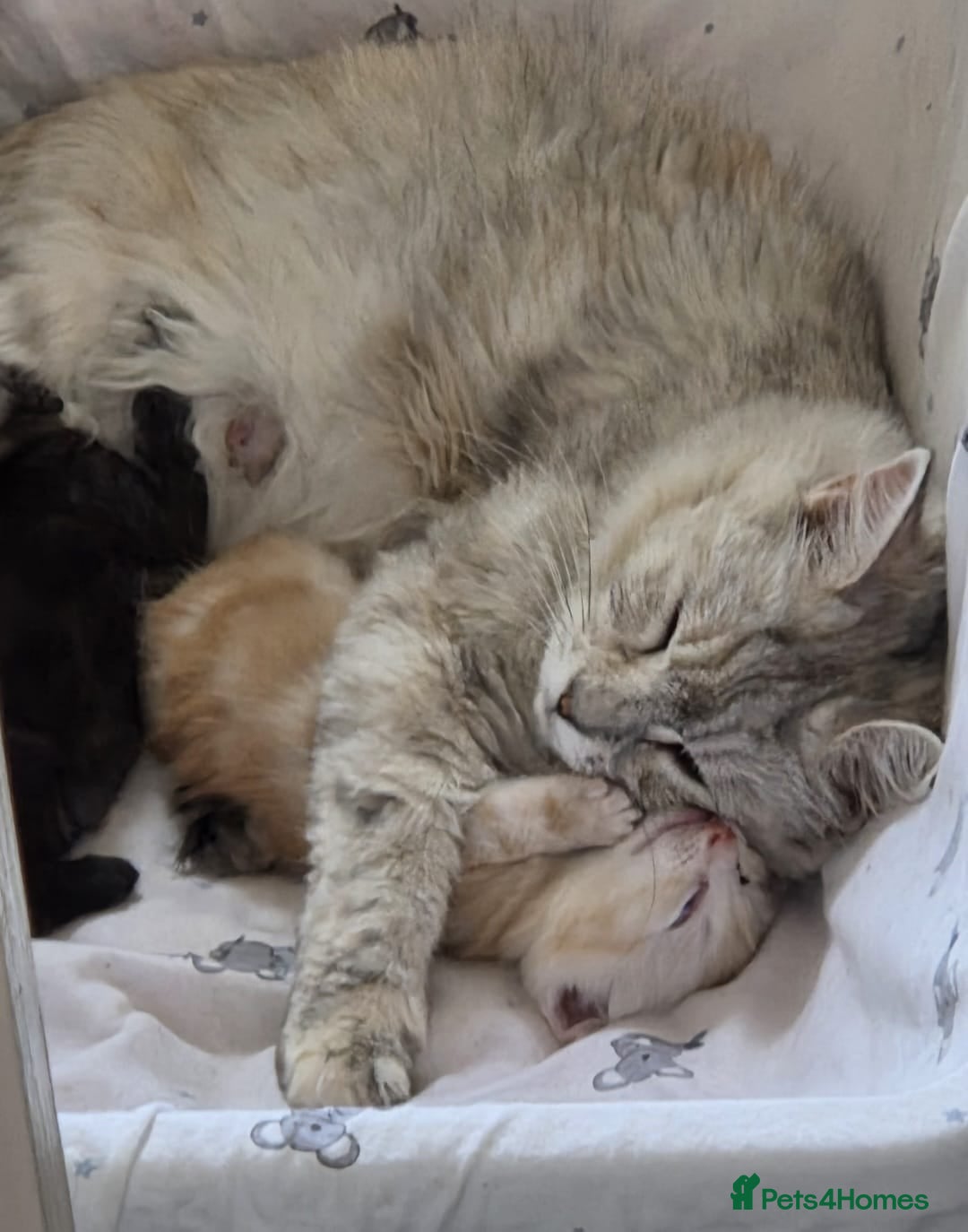 Maine Coon cats for sale: FLUFFY MAINECOON X KITTENS - Image 15